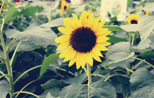 你也是“早F晚E”吗，我们要如何克服情绪波动?